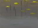 Silver gray - yellow floating - reflection (panel 2 of 2 w/ 1281)