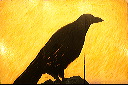 Raven
