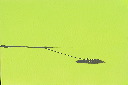 Brilliant Green - Grey Satellite